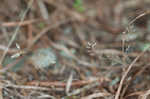 Openground draba